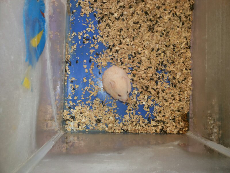 stok hamster dan aquarium terakhir bekasi selatan