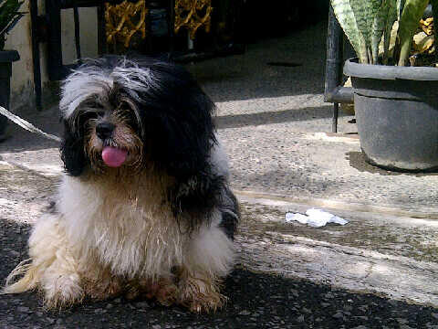 Anjing shihtzu ane gan kenapa ya?tolongin