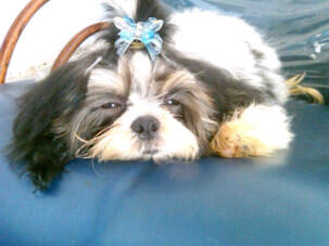 Anjing shihtzu ane gan kenapa ya?tolongin