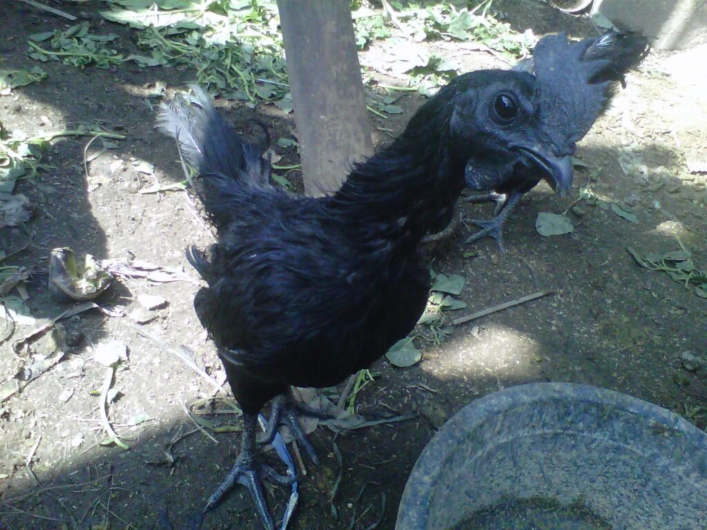 JUAL AYAM HIAS, KALKUN, POLAND, MUTIARA DLL