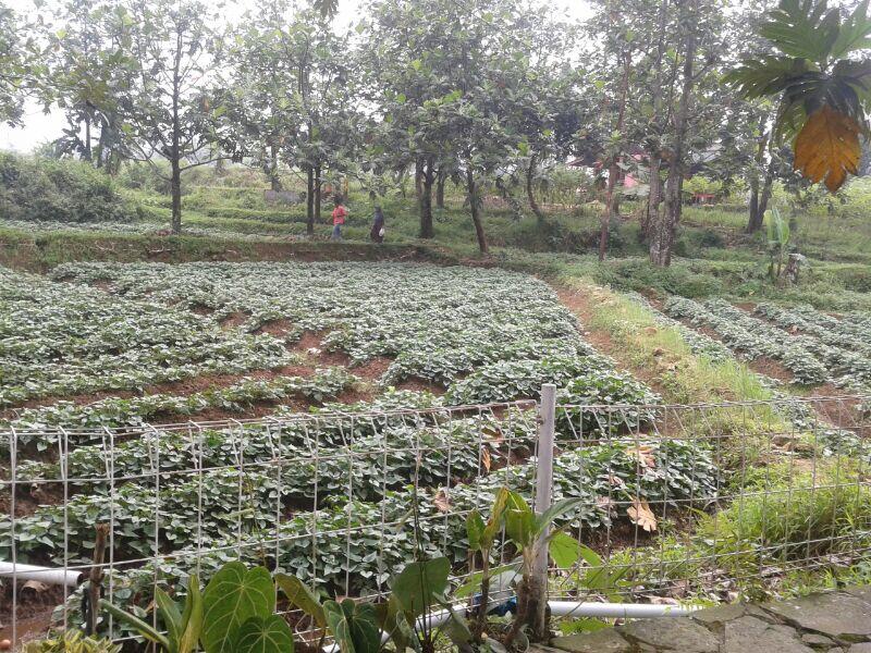 Villa & Tanah (Sertifikat) Lokasi Strategi ReFreshing