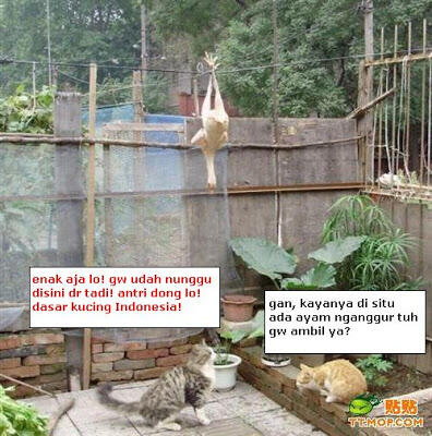 Ini dia aksi kucing pencuri terlucu di dunia!! Dan hanya ada di Indonesia!!