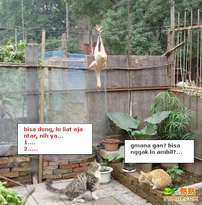 Ini dia aksi kucing pencuri terlucu di dunia!! Dan hanya ada di Indonesia!!