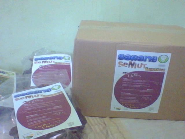 SARANG SEMUT KALIMANTAN