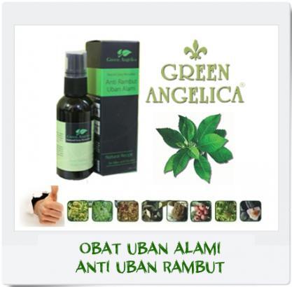 green angelica obat uban mengatasi uban parah