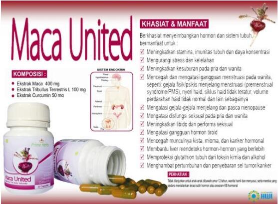 MACA UNITED