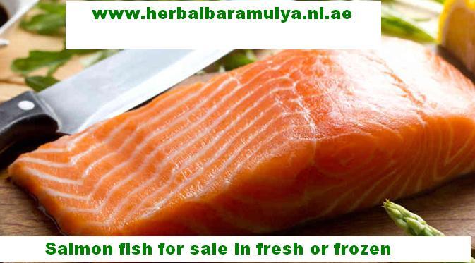 Dijual ikan salmon Atlantik “fresh“ dan frozen dengan kwalitas prima & harga oke