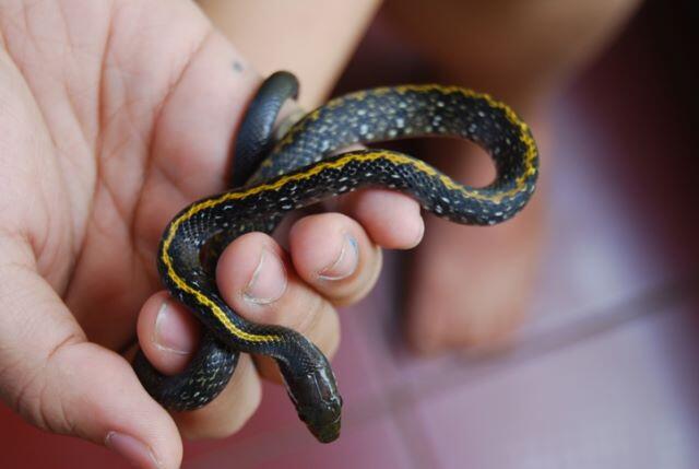 &#91; ASK &#93; Ular apakah ini? Apakah berbahaya?