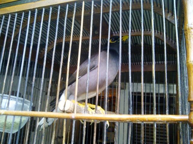 Terjual Jalak Nias Jantan Gacor Surabaya Kaskus