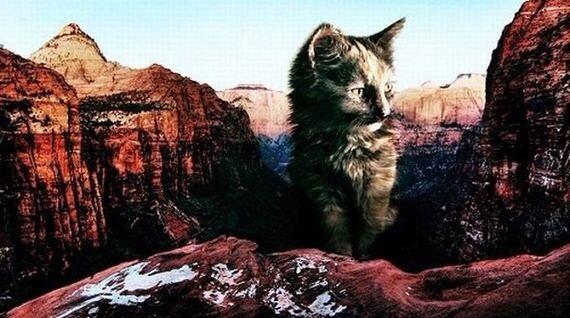 Catzilla.! Ketika para Kucing mencari para pembunuh kucing (Danang T.O ga ya.?)