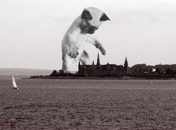 Catzilla.! Ketika para Kucing mencari para pembunuh kucing (Danang T.O ga ya.?)
