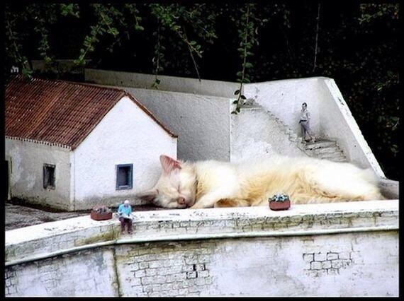 Catzilla.! Ketika para Kucing mencari para pembunuh kucing (Danang T.O ga ya.?)
