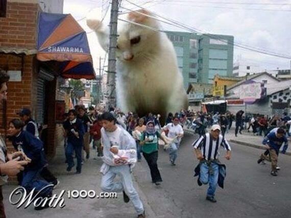 Catzilla.! Ketika para Kucing mencari para pembunuh kucing (Danang T.O ga ya.?)
