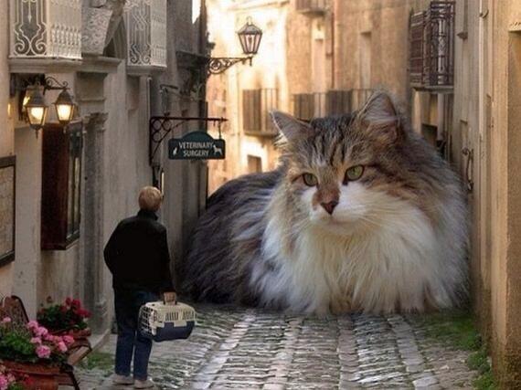 Catzilla.! Ketika para Kucing mencari para pembunuh kucing (Danang T.O ga ya.?)