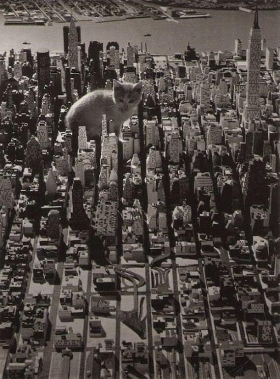 Catzilla.! Ketika para Kucing mencari para pembunuh kucing (Danang T.O ga ya.?)
