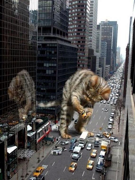 Catzilla.! Ketika para Kucing mencari para pembunuh kucing (Danang T.O ga ya.?)