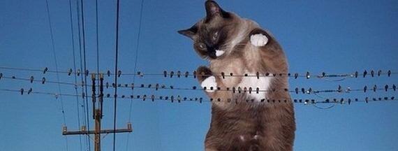 Catzilla.! Ketika para Kucing mencari para pembunuh kucing (Danang T.O ga ya.?)