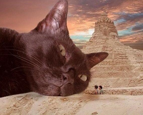Catzilla.! Ketika para Kucing mencari para pembunuh kucing (Danang T.O ga ya.?)