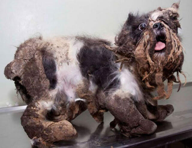 &#91;Amazing&#93; Transformasi Anjing Liar Yang Ga Berbentuk Menjadi Lucu &#91;+ picc&#93;