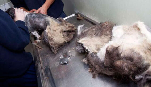 &#91;Amazing&#93; Transformasi Anjing Liar Yang Ga Berbentuk Menjadi Lucu &#91;+ picc&#93;