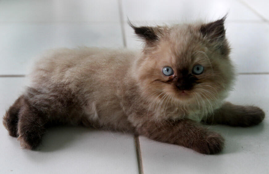 Kitten Himalaya Keren