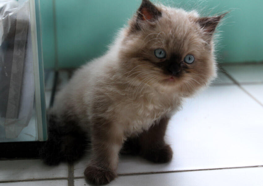 Kitten Himalaya Keren