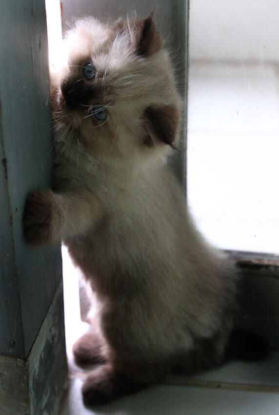 Kitten Himalaya Keren