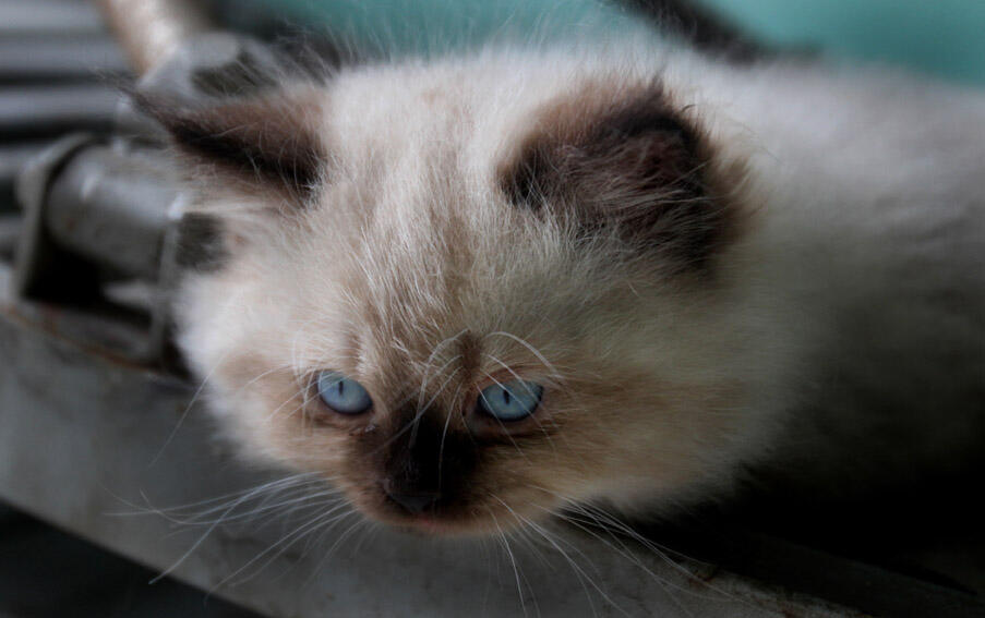 Kitten Himalaya Keren