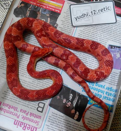 CS Amelanistic Albino