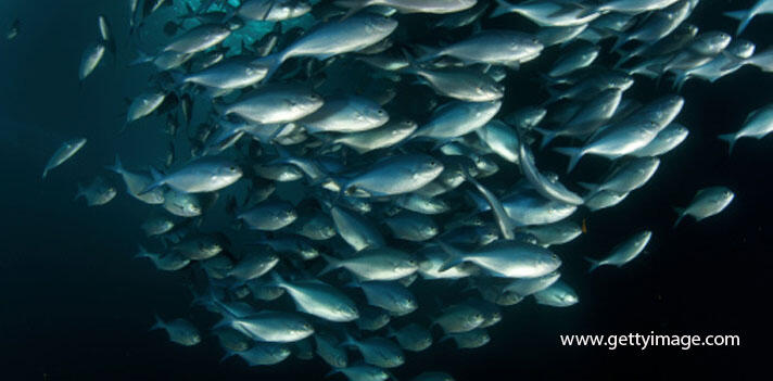 Kawasan Perikanan Blue Economy