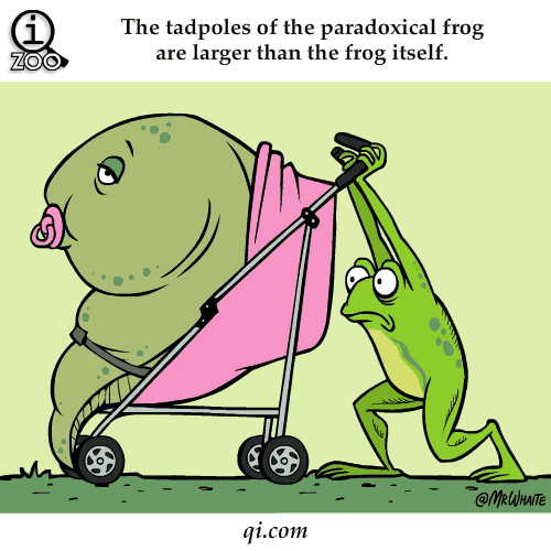 [Lucu] Fakta Lucu Tentang Hewan yang Agan Tidak Pernah Tahu.. (Picture GIF)