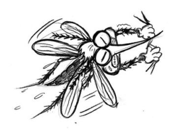 Fakta-Fakta Seputar Nyamuk