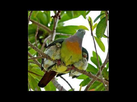 Tanya nama Burung