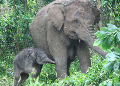 Gajah Batal Hancurkan Rumah Setelah Dengar Tangisan Bayi