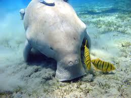 &quot;Dugong&quot; Mamalia Laut Yang Terancam Punah #SaveDugong !!