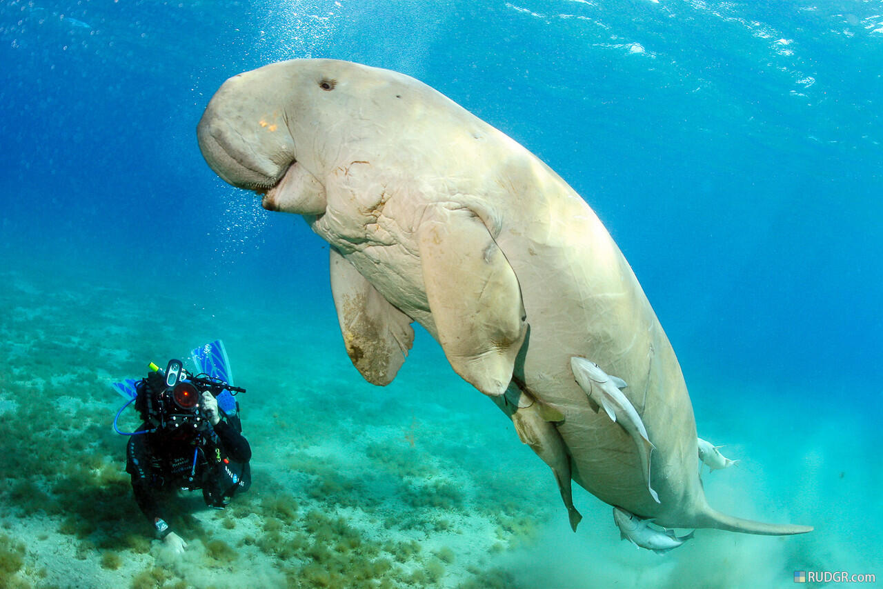 &quot;Dugong&quot; Mamalia Laut Yang Terancam Punah #SaveDugong !!