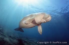 &quot;Dugong&quot; Mamalia Laut Yang Terancam Punah #SaveDugong !!