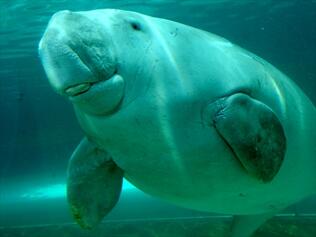 &quot;Dugong&quot; Mamalia Laut Yang Terancam Punah #SaveDugong !!