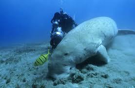 &quot;Dugong&quot; Mamalia Laut Yang Terancam Punah #SaveDugong !!