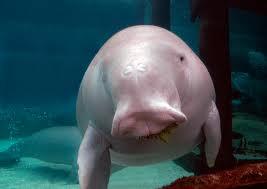 &quot;Dugong&quot; Mamalia Laut Yang Terancam Punah #SaveDugong !!