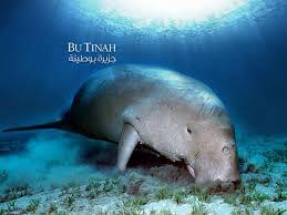 &quot;Dugong&quot; Mamalia Laut Yang Terancam Punah #SaveDugong !!