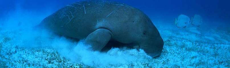 &quot;Dugong&quot; Mamalia Laut Yang Terancam Punah #SaveDugong !!