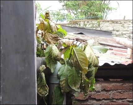 Cara Paling Efektif Mematikan Pohon Besar Yang Mengganggu