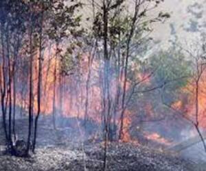 Apa yang agan lakukan jika ketemu si pembakar hutan di riau???