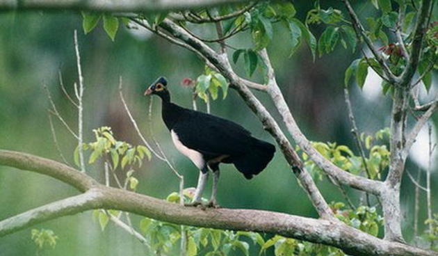 &quot;Maleo&quot; Burung Endemik Pulau Sulawesi ini Semakin Langka #SaveMaleo !!