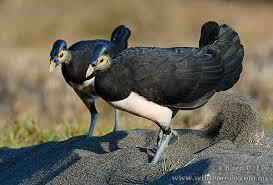 &quot;Maleo&quot; Burung Endemik Pulau Sulawesi ini Semakin Langka #SaveMaleo !!