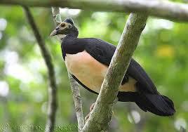 &quot;Maleo&quot; Burung Endemik Pulau Sulawesi ini Semakin Langka #SaveMaleo !!