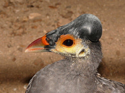 &quot;Maleo&quot; Burung Endemik Pulau Sulawesi ini Semakin Langka #SaveMaleo !!