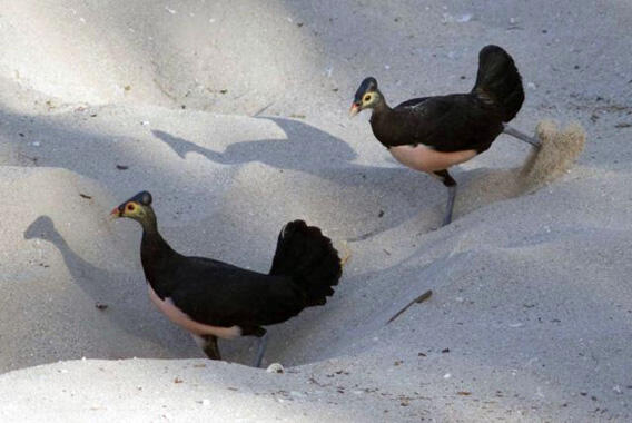 &quot;Maleo&quot; Burung Endemik Pulau Sulawesi ini Semakin Langka #SaveMaleo !!