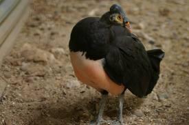 &quot;Maleo&quot; Burung Endemik Pulau Sulawesi ini Semakin Langka #SaveMaleo !!